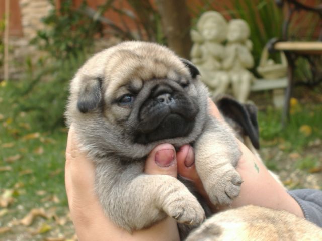 Masse's Pudgy Pugs - AKC Registered Pugs Puppies Breeding Available